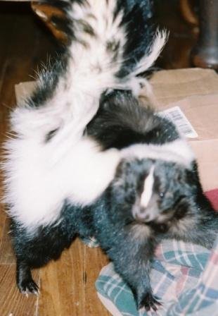 lacey-the-princess.jpg