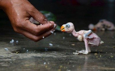 birdy.jpg