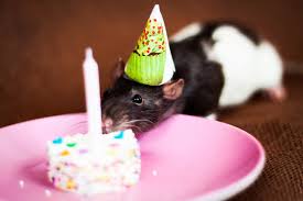 RAT.jpg