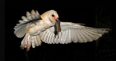 owls22.jpg