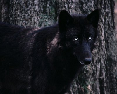 Wolf11.jpg