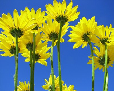 daisies20.jpg