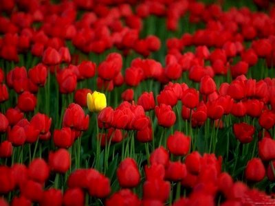Rosebud8.jpg