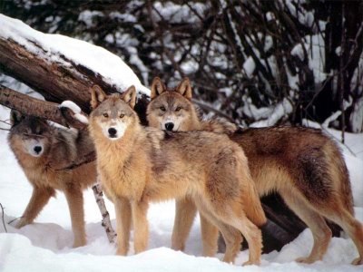 Wolf1.jpg