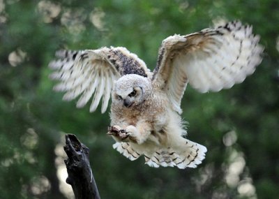 owls25.jpg
