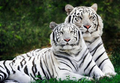 White_tigers.jpg