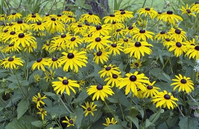 daisies6.jpg