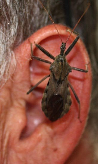wheel_bug_ear.jpg