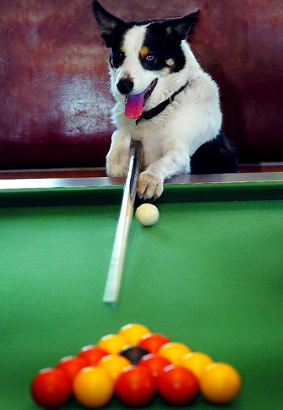 SnookerDog_450x651.jpg