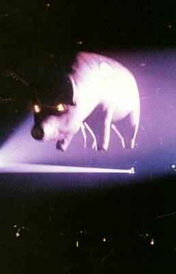 hoverpig77.jpg hoverpig77.jpg