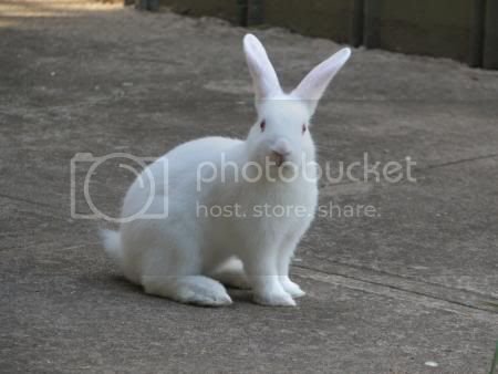 white-rabbit-bunny-photograph1.jpg