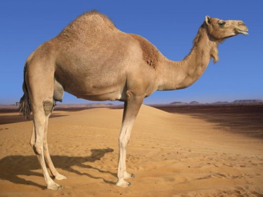 camel2.jpg