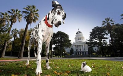 wpid-tallsmalldogpa_450x280.jpg