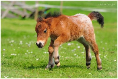 frisky_filly_by_konikpolski-d3f6jgr.jpg