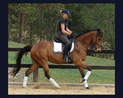 horses for sale Australia.jpeg