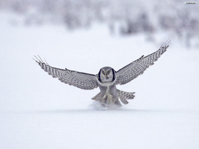 owls5.jpg