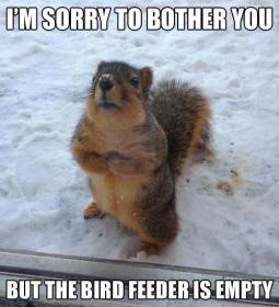 funny-animal-meme-3-1-01-4-6-7-8-9-0-2.jpg