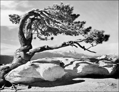 Jeffrey-Pine-Sentinel-DomeAnsel-Adams.jpg