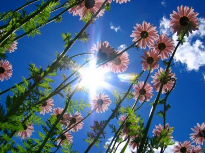 daisies27.jpg