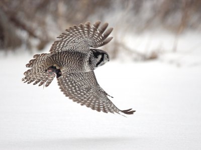 owls13.jpg