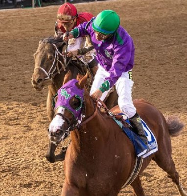 California-Chrome-Preakness-MJC-McCue.jpg