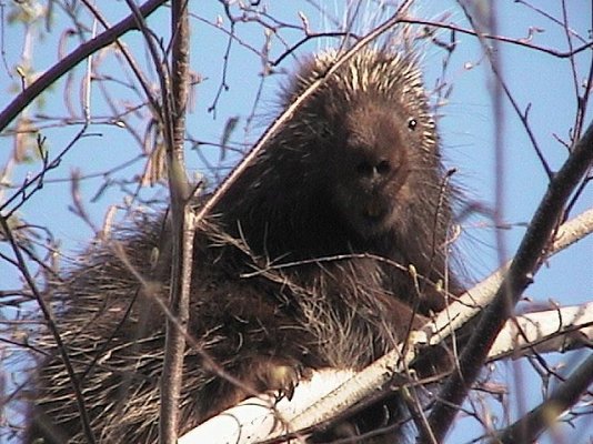 porcupine8-large.jpg