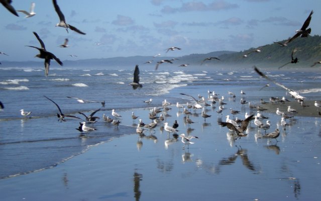 flock-of-seagulls.jpg