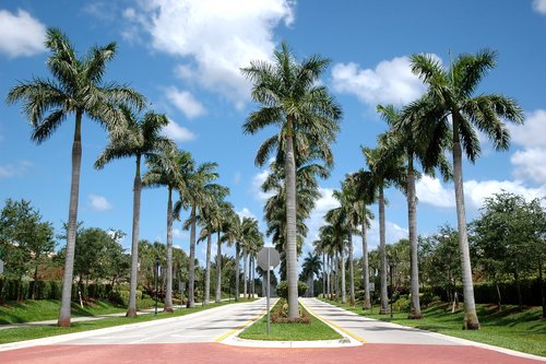 palm-trees-line-the-roads-fla556.jpg