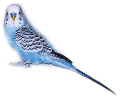 budgie2.jpg