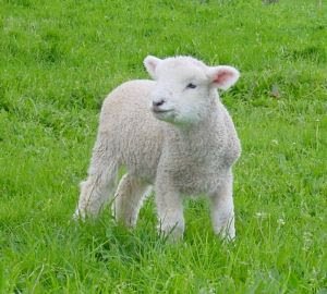 61727_doroffy_the_lamb.jpg