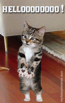 helloooooooo.gif