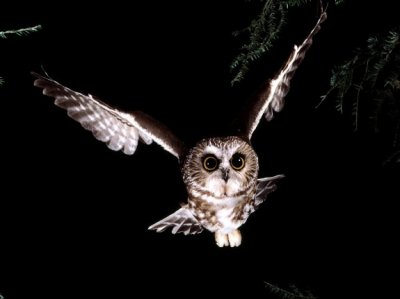 owls9.jpg