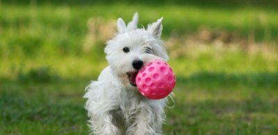 dog-and-ball-586x286.jpg