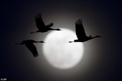 moon8.jpg