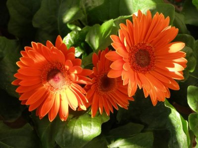 daisies9.jpg