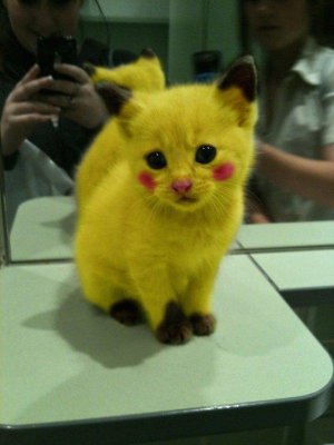 Cosplay-Kittens-1.jpg