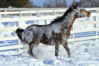 rolling in snow.jpg