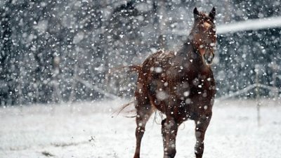 horseinsnow.jpg