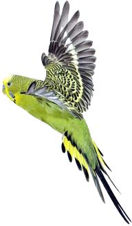 budgie.jpg