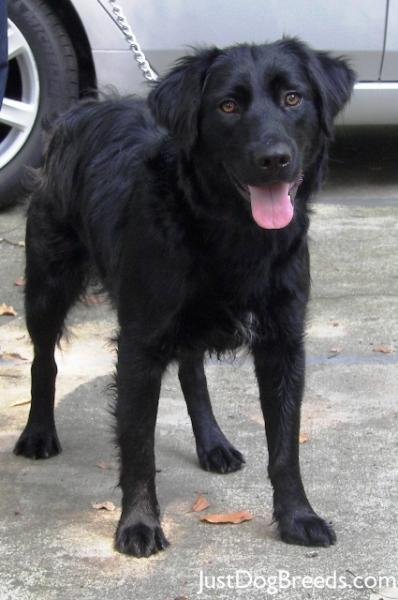 5563-flat-coated-retriever-12.jpg