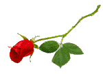 thLongStemRose.gif