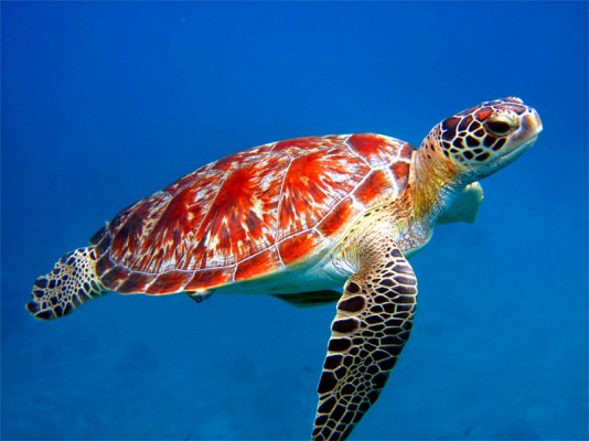 sea%2Bturtle.jpg