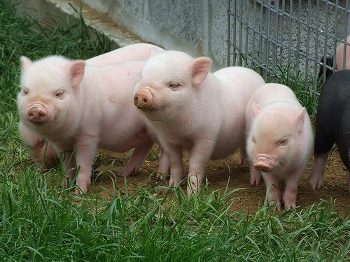 pigs.jpg