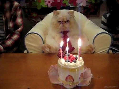 tumblr_m15pucPLz71r387kx.gif