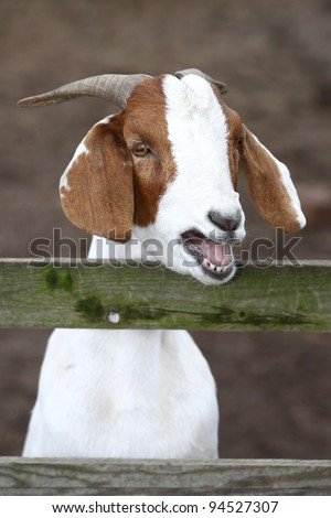 and-brown-goat-bleating-at-a-wooden-fence-94527307.jpg