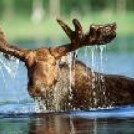 moose_vol