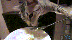 Cat-Eating-Food-Holding-Fork.gif